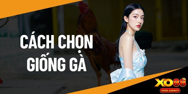 cách chọn giống gà