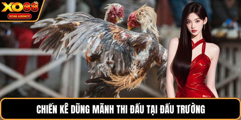 Chiến kê dũng mãnh thi đấu tại đấu trường