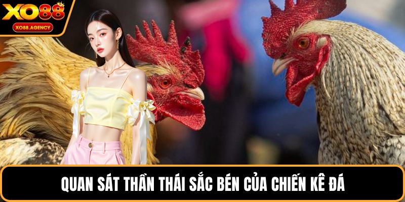 Quan sát thần thái sắc bén của chiến kê đá
