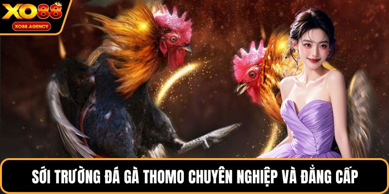 Sới trường đá gà Thomo chuyên nghiệp và đẳng cấp